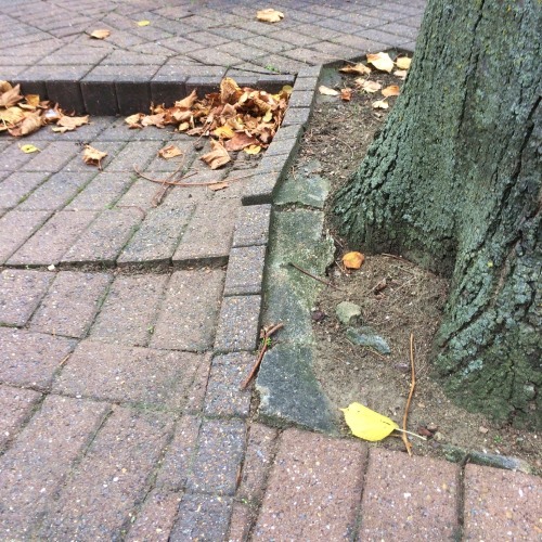 A tree with roots lifting street paving.