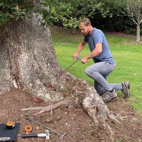 Alex inspecting a tree using an increment borer.