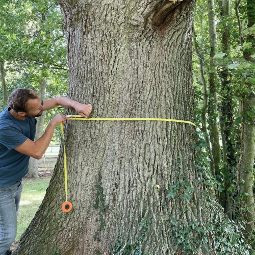 Alex measuring a tree for evaluation.