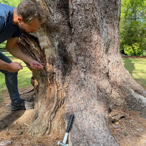 Alex Peacock inspecting a tree.