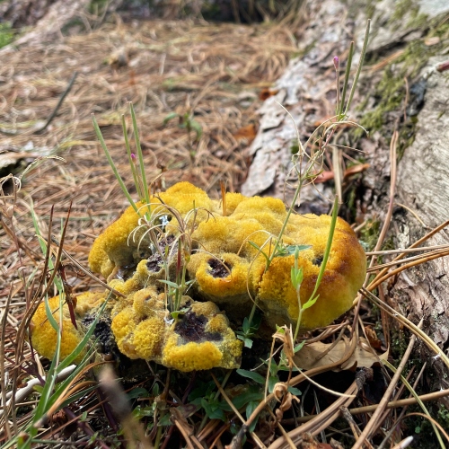 Fungus growing on the roots of a tree.