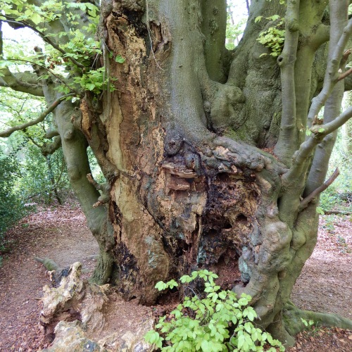 An ancient tree trunk.