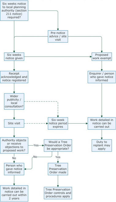 A flow chart showing the process for working on trees in a conservation area.