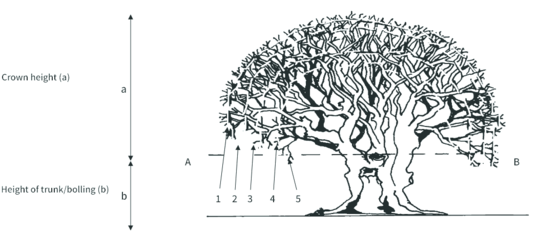 Diagram showing crown retrenchment pruning process